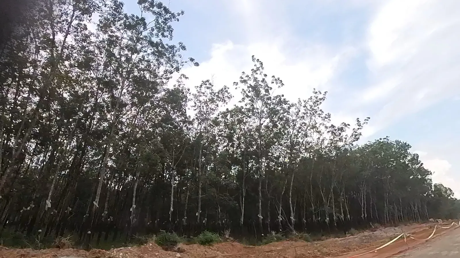 去泰山寺路上的橡胶林